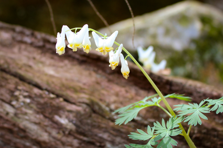 Dutchman's Breeches © Deborah Kellogg