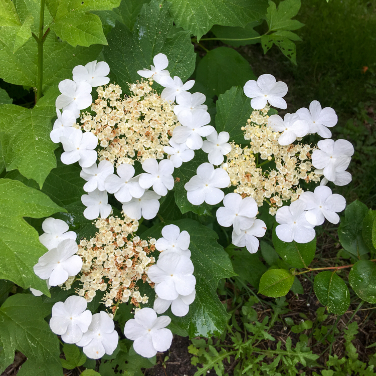 Cranberry Bush Viburnum © Laura Bryan