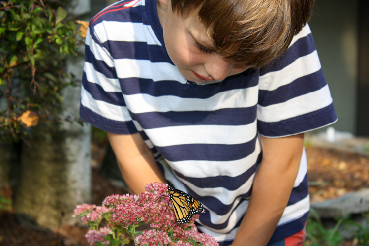 Inspecting a Monarch Butterfly © Shirley LeMay