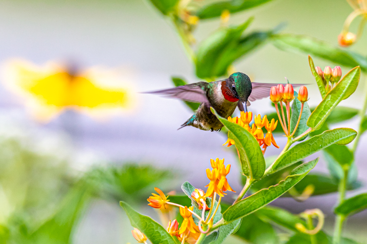Ruby-throated Hummingbird on Butterfly Weed © Jason Gilbody