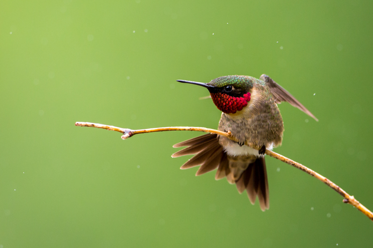 Ruby-throated Hummingbird © Phil Sorrentino