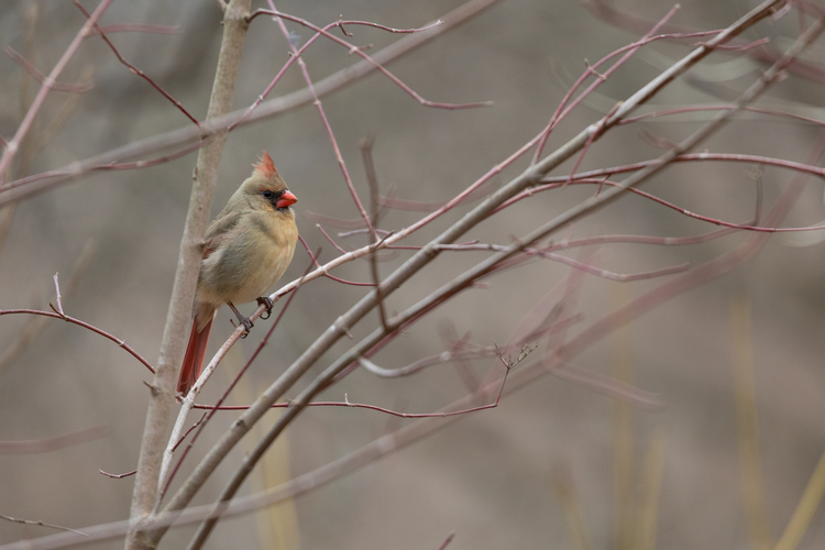 Bird Sounds and Calls of the Northern Cardinal