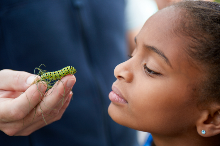 Staring Contest with a Black Swallowtail Caterpillar © Mass Audubon