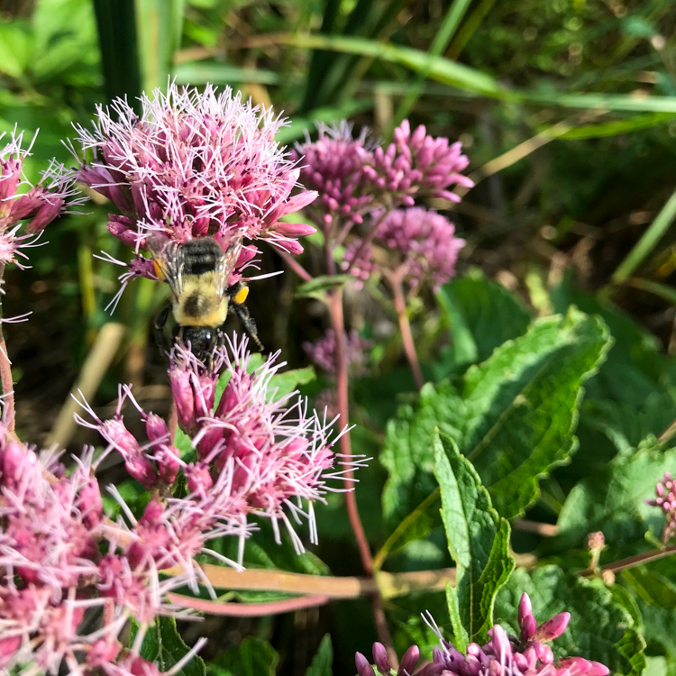 Joe Pye Weed by Martha Gach