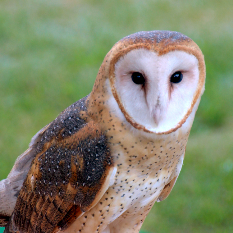 Barn Owl © Victor Simas