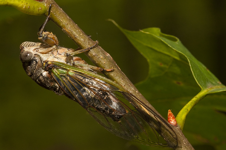 Cicada on a stem near a leaf. Copyright Jacob Mosser