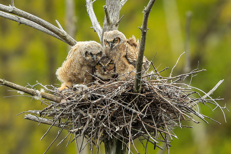 Great Horned Owls © Jim Renault