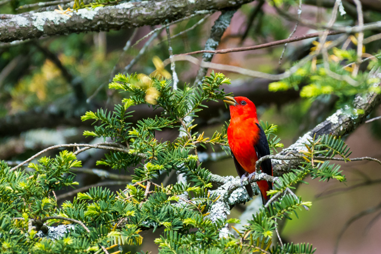 Scarlet Tanager © Jeff Carpenter