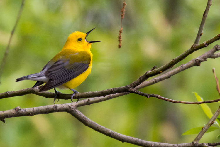 Prothonotary Warbler © Jeff Carpenter