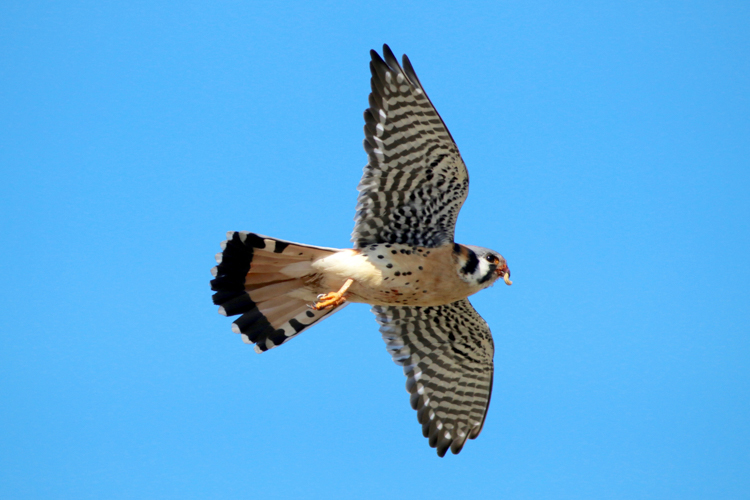 American Kestrel © Brian Rusnica