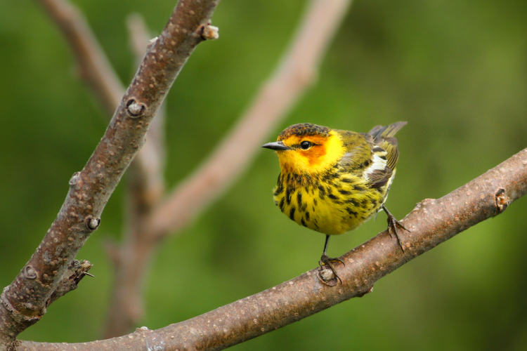 Baltimore Oriole and Cape May Warbler: May 2021