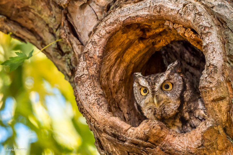 Eastern Screech-owl © David Morris