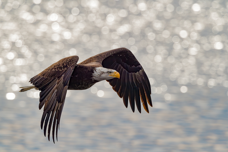 Bald Eagle Flying © David Morris