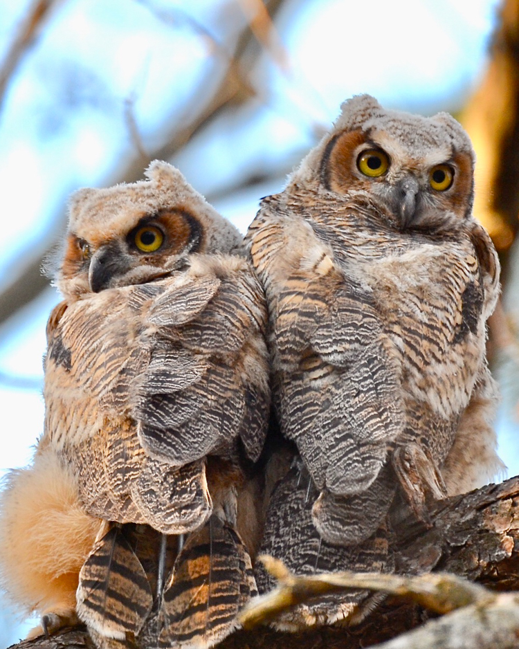 Great Horned Owls © Rick Olick