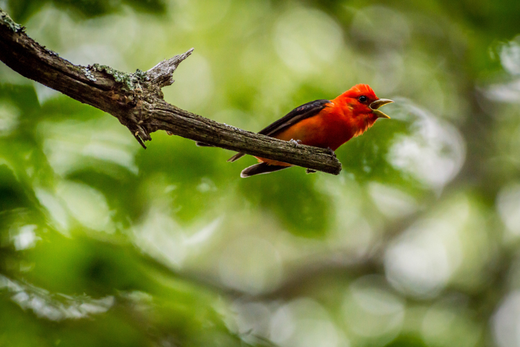 Scarlet Tanager © Lauren Sullivan