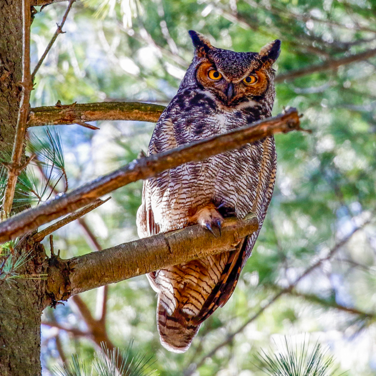 Great Horned Owl © Katherine Sayn-Wittgenstein