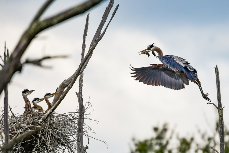 Great Blue Heron with fish in mouth flying to nest with three young Great Blue Herons. Copyright Joe Howell