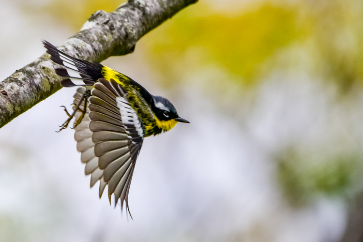 Magnolia Warbler © Joe Howell