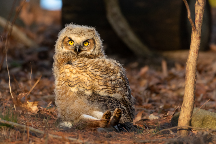 Great Horned Owl © Scott Creamer