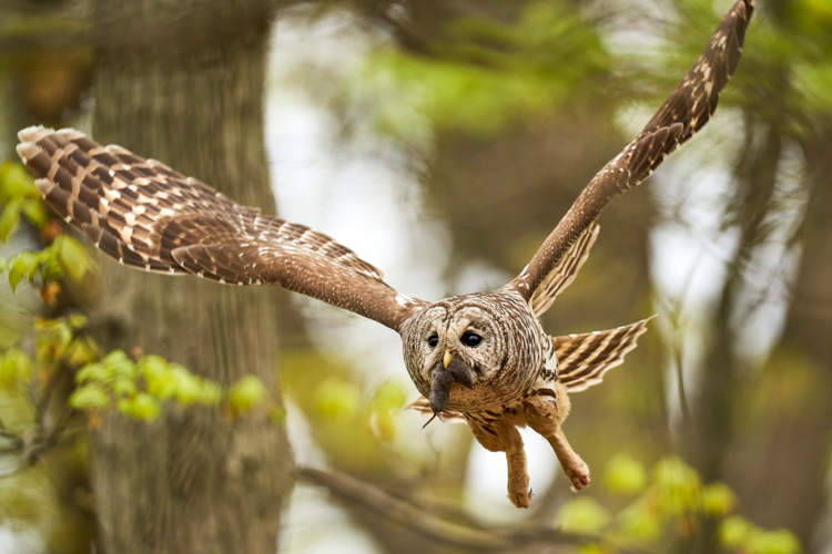 Barred Owl © Jenny Zhao