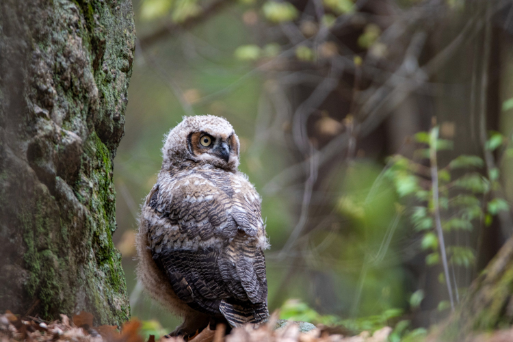 Great Horned Owl © Jason Goldstein