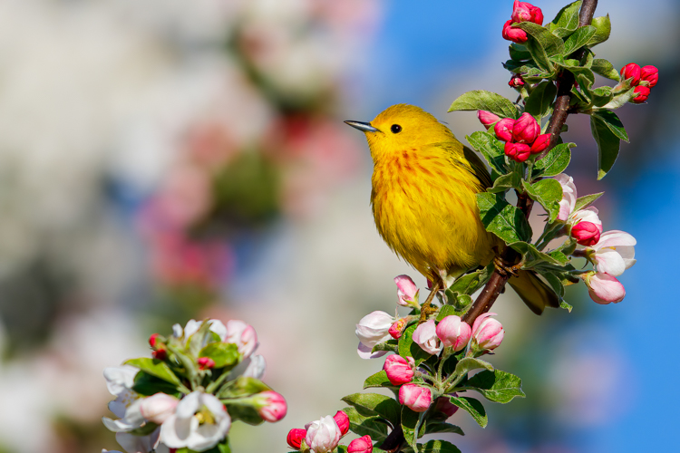 Yellow Warbler © Jason Gilbody