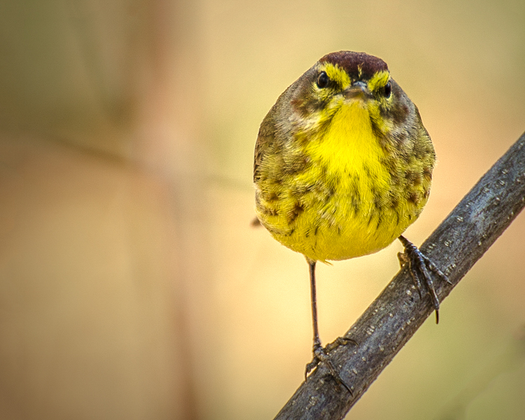 Palm Warbler © Mary Dineen