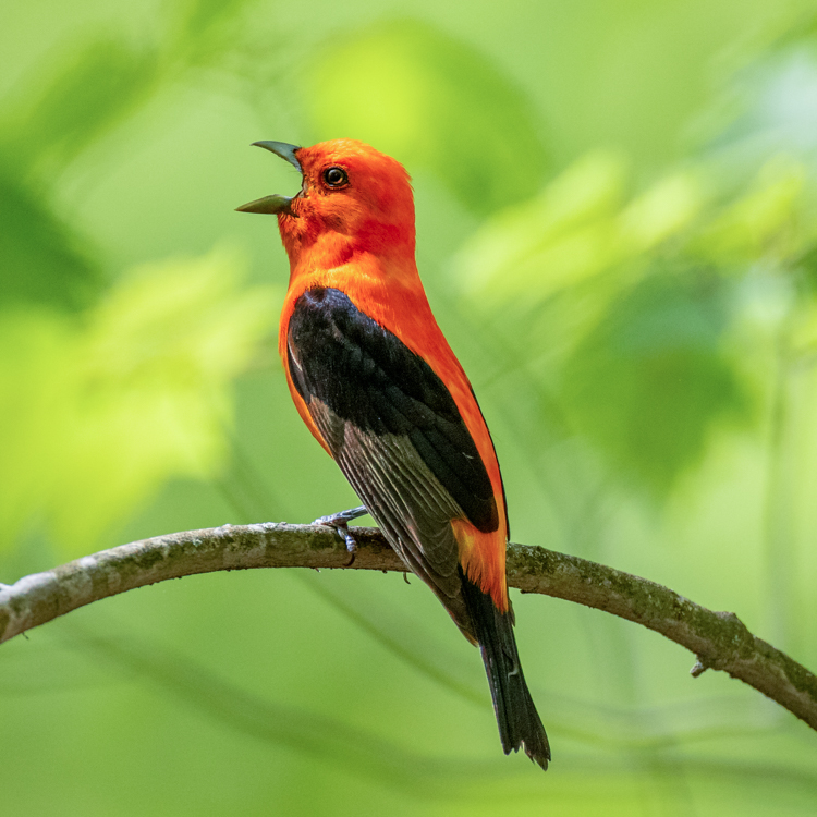 Scarlet Tanager © Matt Sabourin