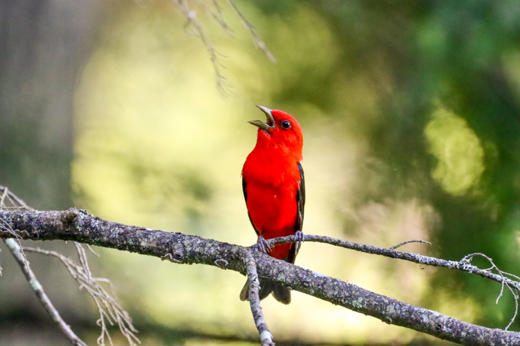 Scarlet Tanager © Kate Finn