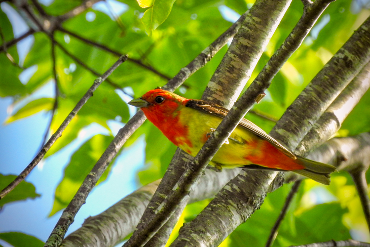 Scarlet Tanager © Elizabeth Watson