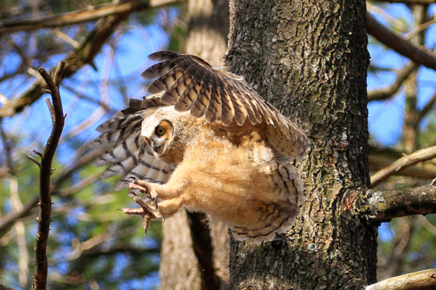 Great Horned Owl © John Harrison