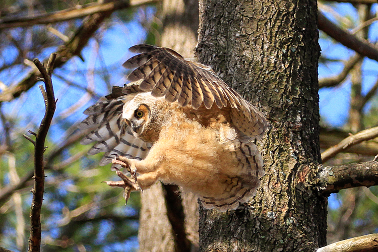 great horned owl hunting