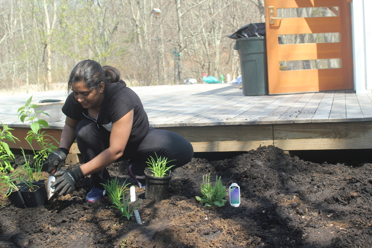 A volunteer planting a plant in the garden at a wildlife sanctuary.