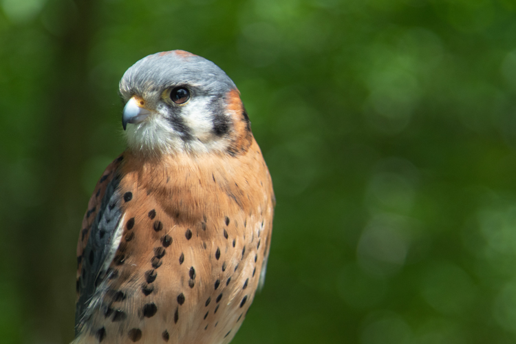 American Kestrel © Mass Audubon