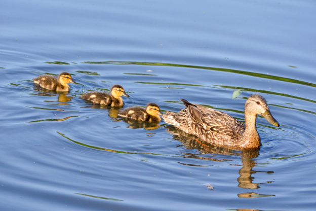 Mallard mother and ducklings © Hien Nguyen