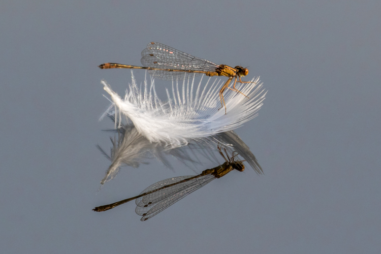 Orange Bluet © Sherri VandenAkker