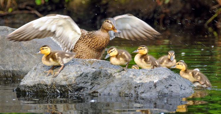 Mother Mallard and ducklings © Derrick Jackson