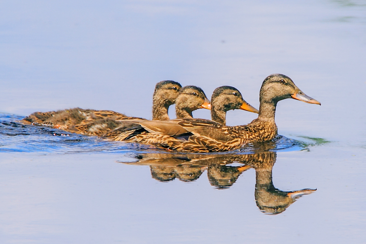 Mother mallard and fledglings © Doug Pederson