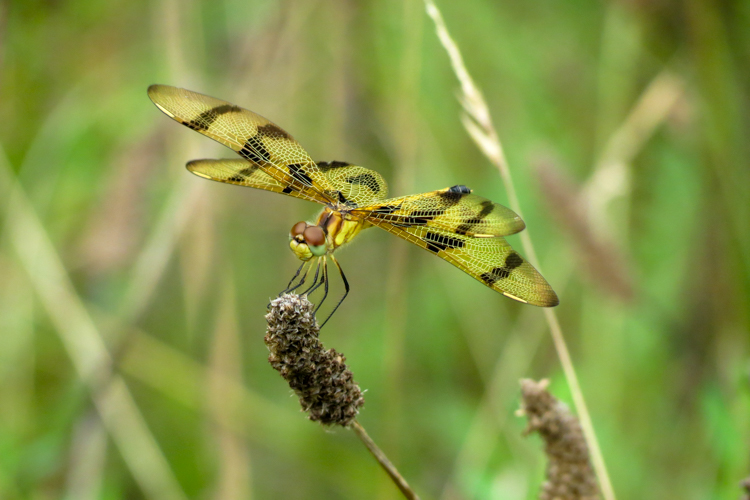 Halloween Pennant © Verne Arnold