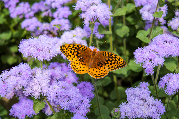 Great Spangled Fritillary © Robin Fenton