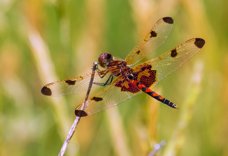 Calico Pennant © Cheryl Rose