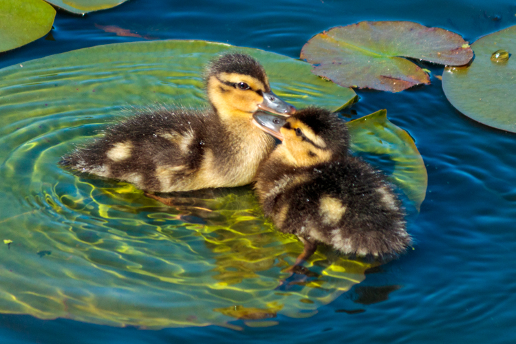 Getting my ducks in a row - Lodge wildlife and Canadiana