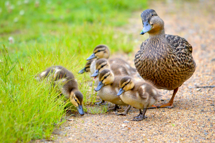 Mother Mallard and ducklings © Martin Culpepper