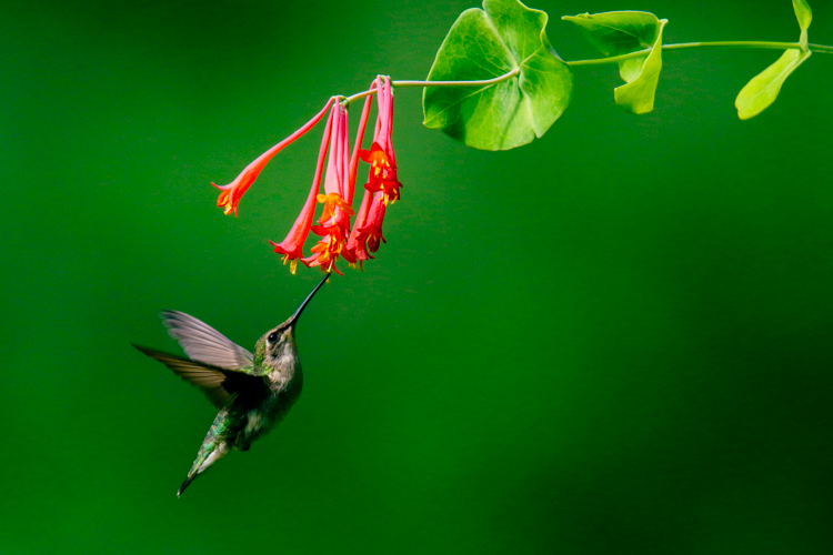 Ruby-throated Hummingbird feeding on trumpet honeysuckle © Sue Feldberg