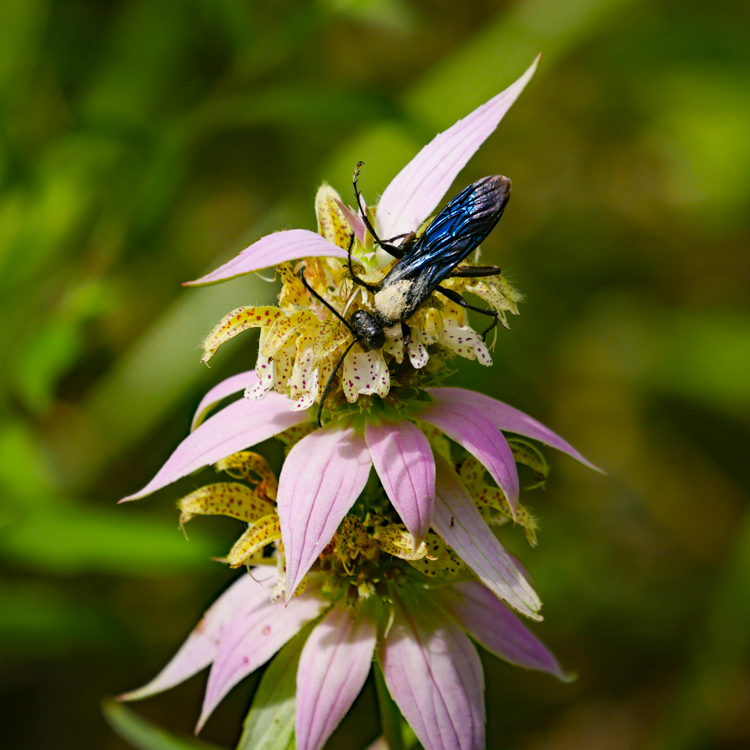 Digger Wasp on spotted beebalm © Christine Ceranowicz
