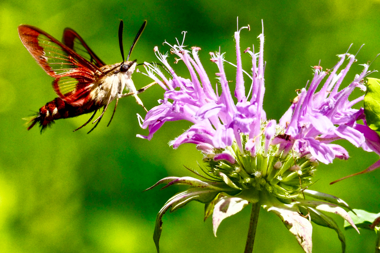 Hummingbird Clearwing Moth on beebalm © Lynne Harding