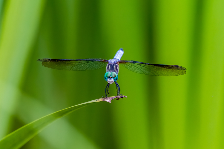 Blue Dasher © Nancy Wright