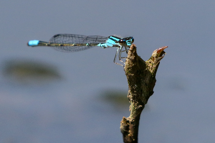 Skimming Bluet © Kim Nagy