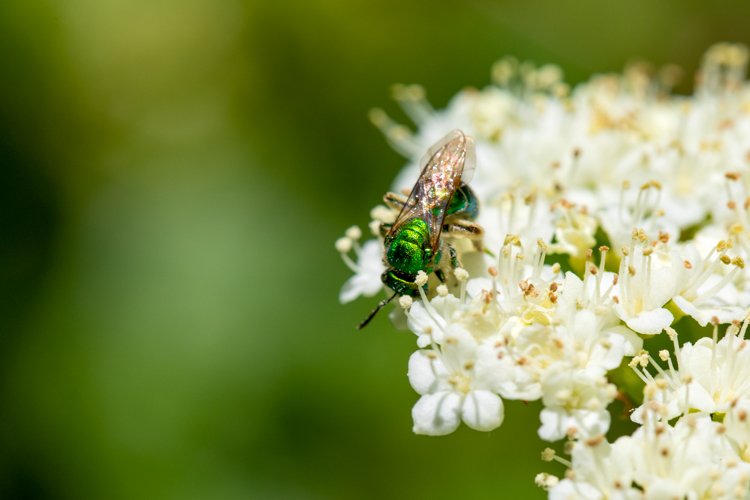 Green Sweat Bee on Viburnum sp. 