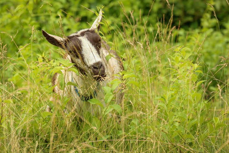 Habitat’s resident Nigerian Dwarf goats provide ecological care